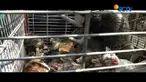 Petugas PPSU dan Satpol PP juga ikut melakukan penyisiran kucing liar disetiap sudut rusun.