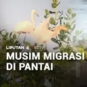 Musim Migrasi Burung di Pantai