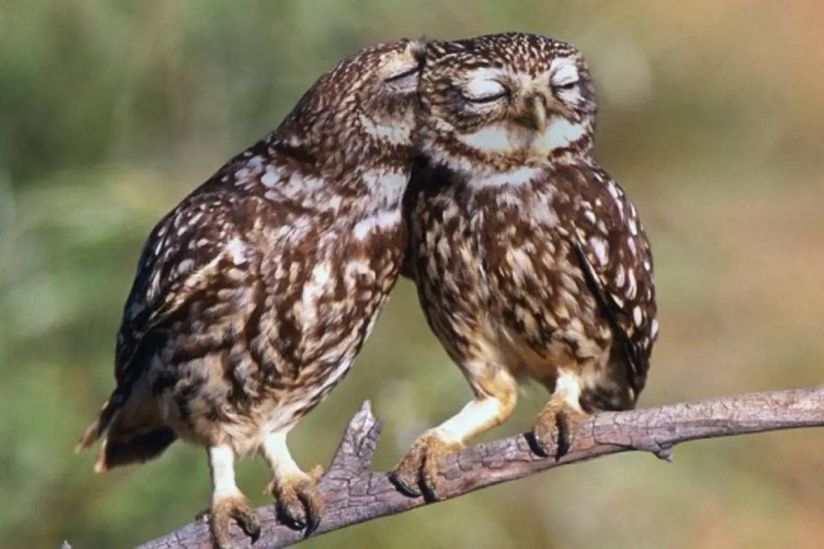 10 Foto Burung Hantu yang Bikin Kamu Ingin Pelihara Mereka