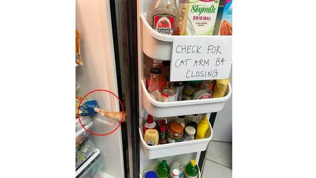 6 Momen Kucing Tertangkap Basah saat Mencuri Ini Kocak Banget