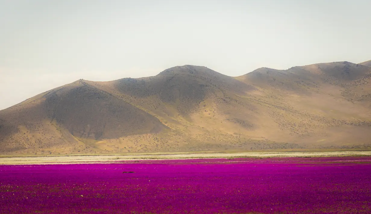 Bunga mekar di Gurun Atacama dekat Copiapo, Chili, pada 23 September 2022. Presiden Chili Gabriel Boric mengumumkan pada 2 Oktober 2022, pembuatan taman nasional di bagian selatan Gurun Atacama , wilayah paling gersang di dunia, untuk melindungi fenomena berbunga yang terjadi secara luar biasa di wilayah Copiapo, sekitar 500 km sebelah utara Santiago. (Sebastian OJEDA / Imagen Chile / AFP)