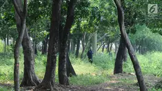 Petugas berpatroli di kawasan Waduk Cincin, Jakarta, Selasa (8/1). Pemerintah Kota Administratif Jakarta Utara berencana menata kawasan Hutan Kota Waduk Cincin yang berlokasi di kawasan Sunter, Jakarta Utara. (Liputan6.com/Herman Zakharia)