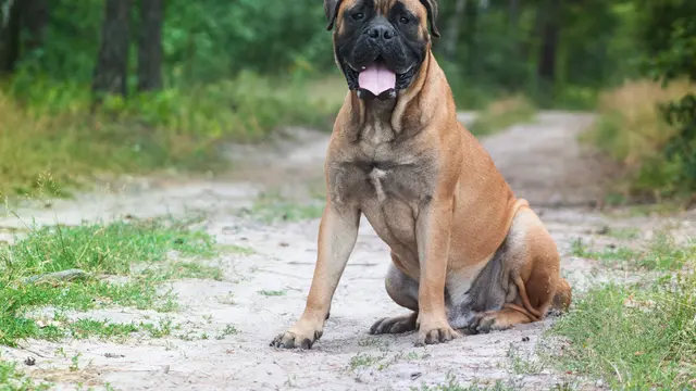 Jenis-Jenis Anjing Berbahaya