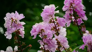 8 Pohon Cantik untuk Halaman Rumah Kecil, Cocok untuk Taman Minimalis