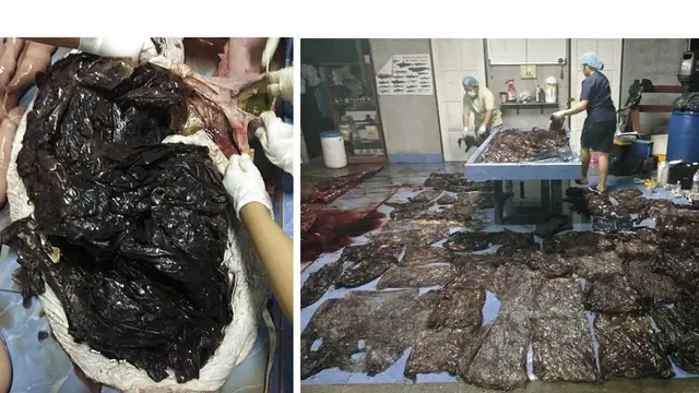 Bikin Miris, Seekor Paus Mati Karena Menelan Lebih Dari 80 Kantung Plastik