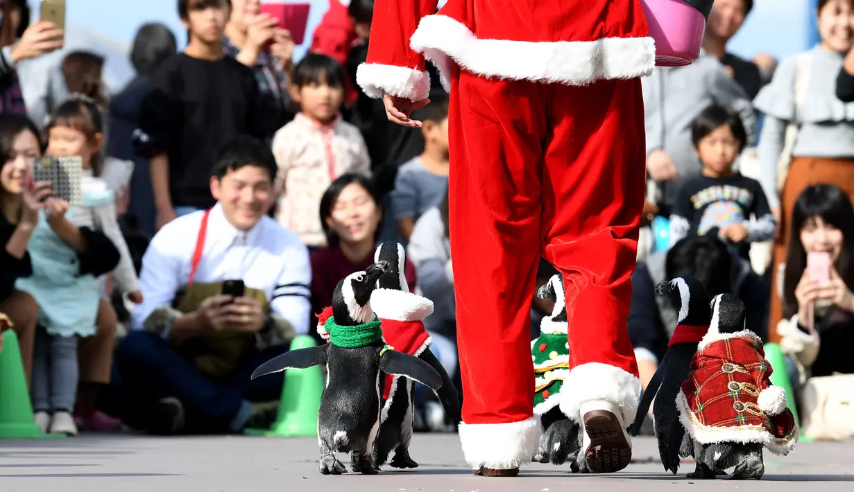 Penguin Afrika mengenakan kostum bertema Natal menghibur penonton di Hakkeijima Sea Paradise di Yokohama (11/11). Acara The aquarium's Christmas ini digelar dari 11 November hingga perayaan Natal, 25 Desember. (AFP Photo/Toshifumi Kitamura)