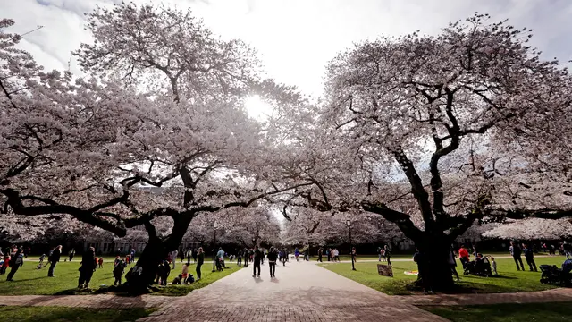 Bunga Sakura Bermekaran di Washington