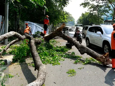 Sebuah pohon besar tumbang menutup jalan di depan Rumah Sakit Cipto Mangunkusumo (RSCM), Jakarta, Selasa (27/10/2015). Selain menyebabkan kemacetan panjang, pohon tumbang tersebut juga sempat menimpa sebuah bus metromini. (Liputan6.com/Yoppy Renato)