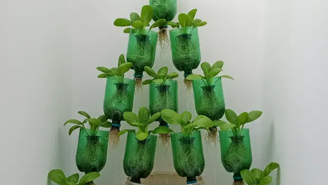 Ide Kebun Sayur Hijau Tanpa Tanah di Lahan Sempit. Gemini