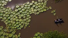 Wisatawan menaiki perahu di dekat tanaman Victoria Cruziana yang tumbuh di atas air sungai Salado di Piquete Cue, Paraguay (7/1). Victoria Cruziana atau biasa disebut teratai raksasa ini berasal dari Amerika Selatan. (AP Photo/Jorge Saenz)