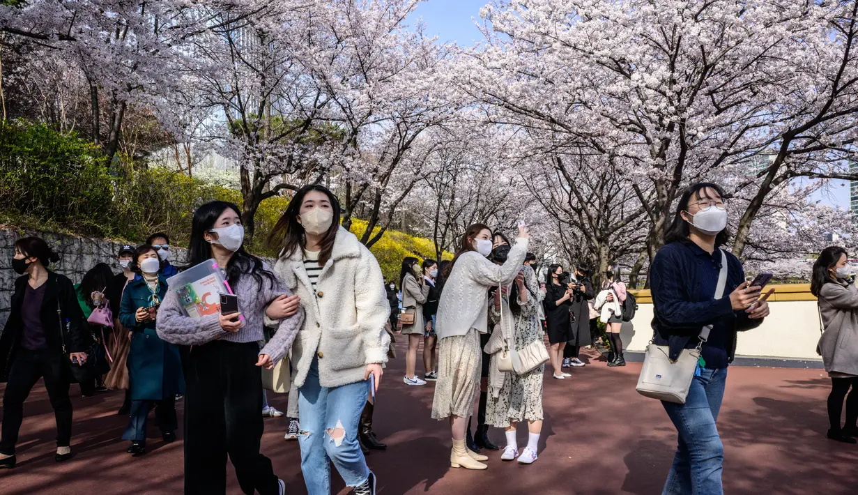 Orang-orang berjalan di bawah pohon sakura di Seoul, Korea Selatan, pada 6 April 2022. Musim semi telah tiba, saatnya berburu bunga sakura yang bermekaran. (ANTHONY WALLACE / AFP)