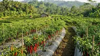 7 Cara Membuat Cabai Tetap Produktif Meski Sudah Berbuah Berkali-kali