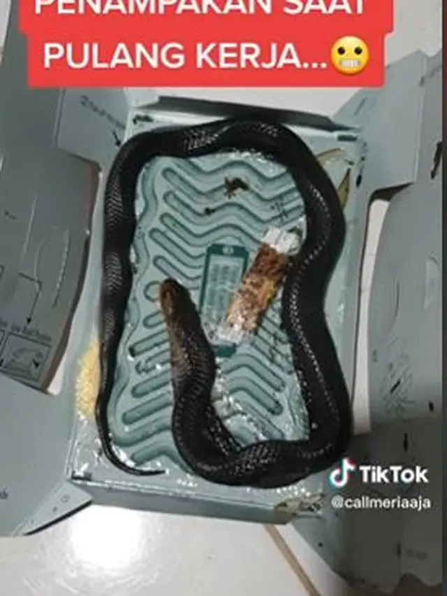 Niat Mau Tangkap Kecoa dengan Lem Tikus, Malah Ular Kobra yang Tertangkap