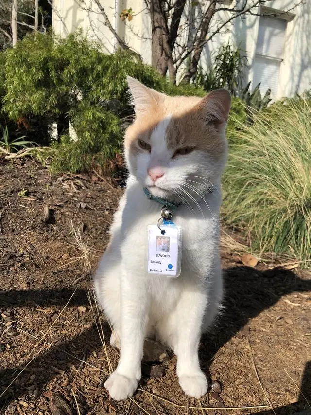kucing jadi petugas keamanan