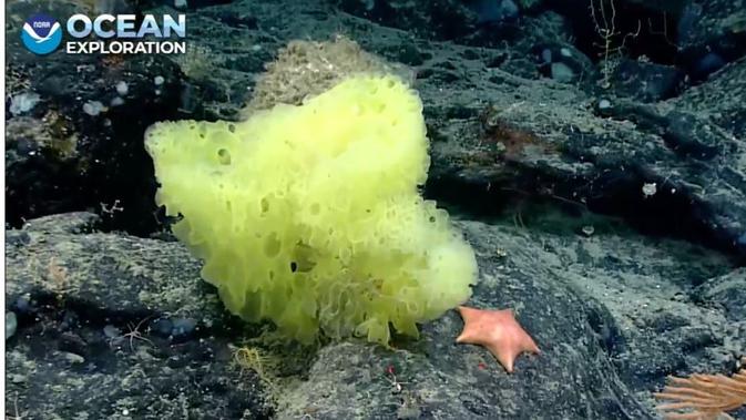 SpongeBob dan Patrick di kehidupan nyata berdampingan di dasar laut. (Eksplorasi Laut NOAA/Christopher Ma)