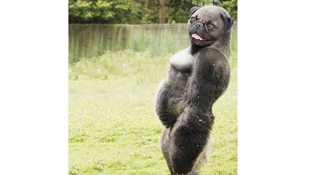 7 Foto Editan Hewan Ini Nyeleneh Banget, Bikin Bingung