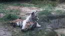 Kedua anak harimau bermain di kebun binatang Siantar di Siantar, Sumatera Utara pada tanggal 18 Januari 2024. (KARTIK BYMA/AFP)