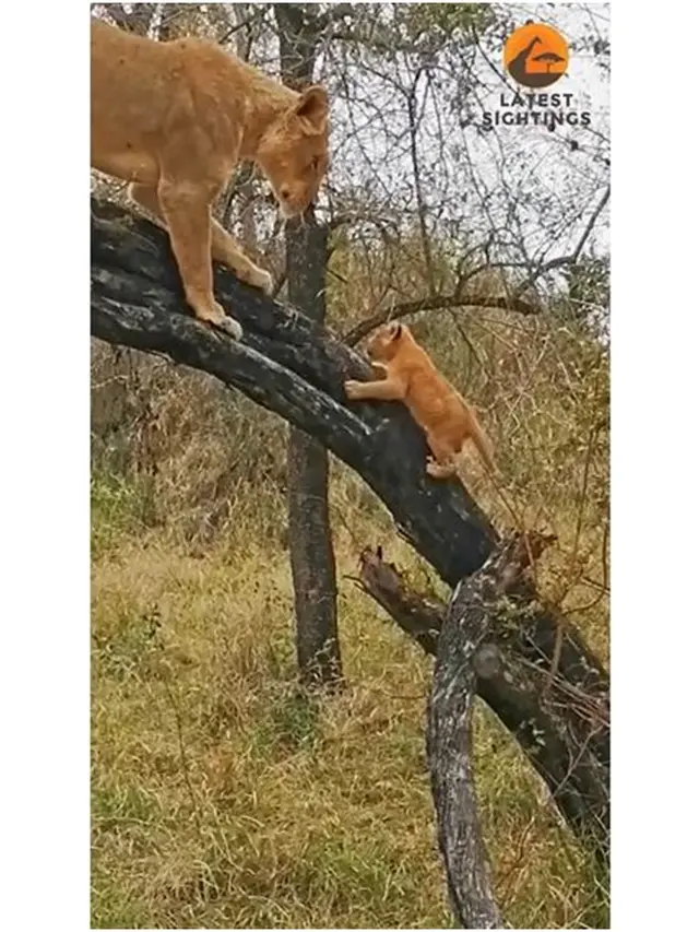 Momen Singa Ajari Anaknya Cara Memanjat Pohon di Hutan Afrika Ini Bikin Gemas