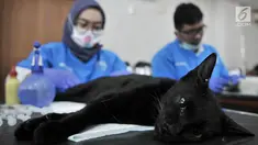 Dinas KPKP Jakarta Timur bersama tim dokter dari Pusat Pelayanan Kesehatan Hewan dan Peternakan saat melakukan sterilisasi atau kebiri kucing jantan di Kantor Kecamatan Duren Sawit, Jakarta, Rabu (27/2). (Merdeka.com/Iqbal S. Nugroho)
