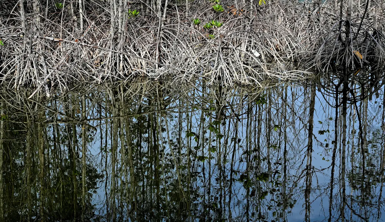 Hutan bakau yang rusak terlihat di dekat rumah-rumah penduduk pada Hari Mangrove Sedunia di Banda Aceh pada tanggal 26 Juli 2024. (CHAIDEER MAHYUDDIN/AFP)