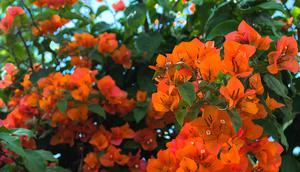 Ilustrasi bougenville. (c) oxcrime5/Depositphotos.com