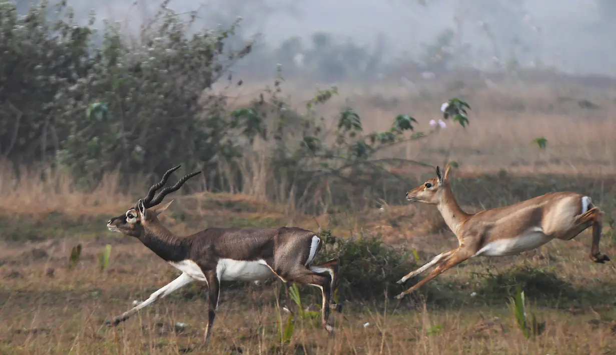 Dalam foto yang diambil pada 14 Desember 2018, blackbucks atau antelop India berkeliaran di sebuah ladang, negara bagian Odisha. Satwa liar yang menjadi korban pemburuan liar ini menyerupai rusa dengan tanduk tegak lurus ke atas. (Dibyangshu SARKAR/AFP)