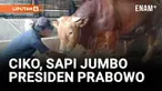Presiden Repubik Indonesia, Prabowo Subianto tahun ini juga akan berkurban sapi jumbo di Provinsi Sulawesi Barat. Melalui momen lebaran idul adha tahun ini, Presiden Prabowo Subianto telah membeli seekor sapi kurban dengan bobot 800-kilogram asal Won...