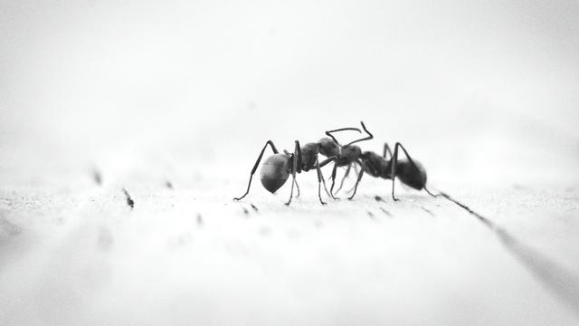 Ants