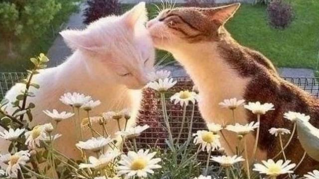 10 Potret Kocak Kucing Bucin sama Pasangannya Ini Bikin Iri