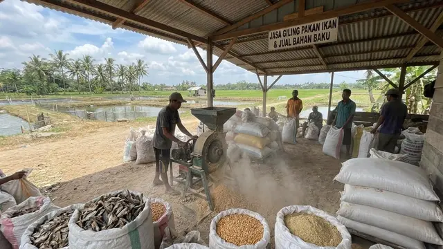 Peluang Usaha Pakan Ikan