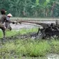 Ilustrasi petani membajak sawah dengan menggunakan traktor (Istimewa)