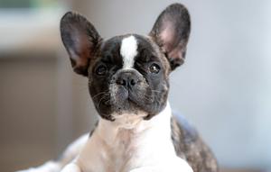 Quite dog breeds that don't bark a lot. (Photo: Graham Holtshausen/Unsplash)