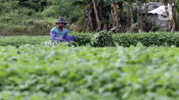 Petani memanen kangkung di lahan garapan kawasan Papanggo, Jakarta Utara, Rabu (1/12/2021). Para petani di kawasan tersebut menggantungkan hidup dengan menyewa lahan garapan untuk bercocok tanam sayuran seperti kangkung, bayam, ubi, dan daun kemangi. (Liputan6.com/Helmi Fithriansyah)