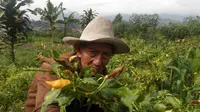 Ngeri, Cacar Buah Serang Cabai di Malang