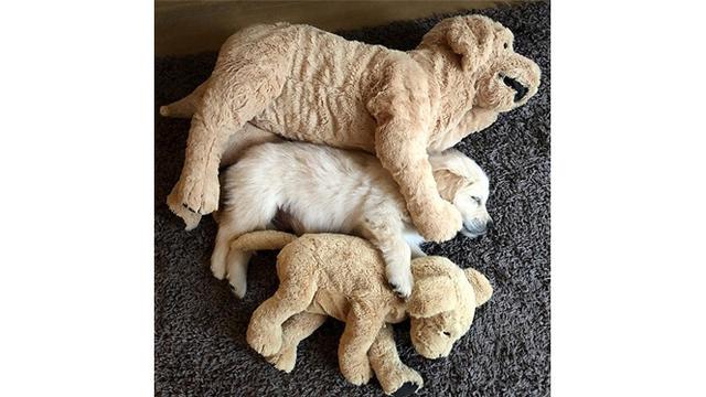 7 Potret Anjing  dengan Boneka Tiruannya Ini Bikin Gemas 