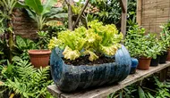 10 Kesalahan Menanam Selada di Galon Bekas yang Membuat Daun Cepat Menguning