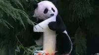 Panda dikenal sebagai keluarga beruang yang mempunyai daya gigitan tajam. (BBC)