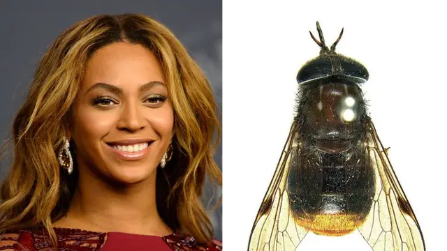 Nama Latin Makhluk Hidup Ini Mirip Artis Hollywood (sumber: artsy)