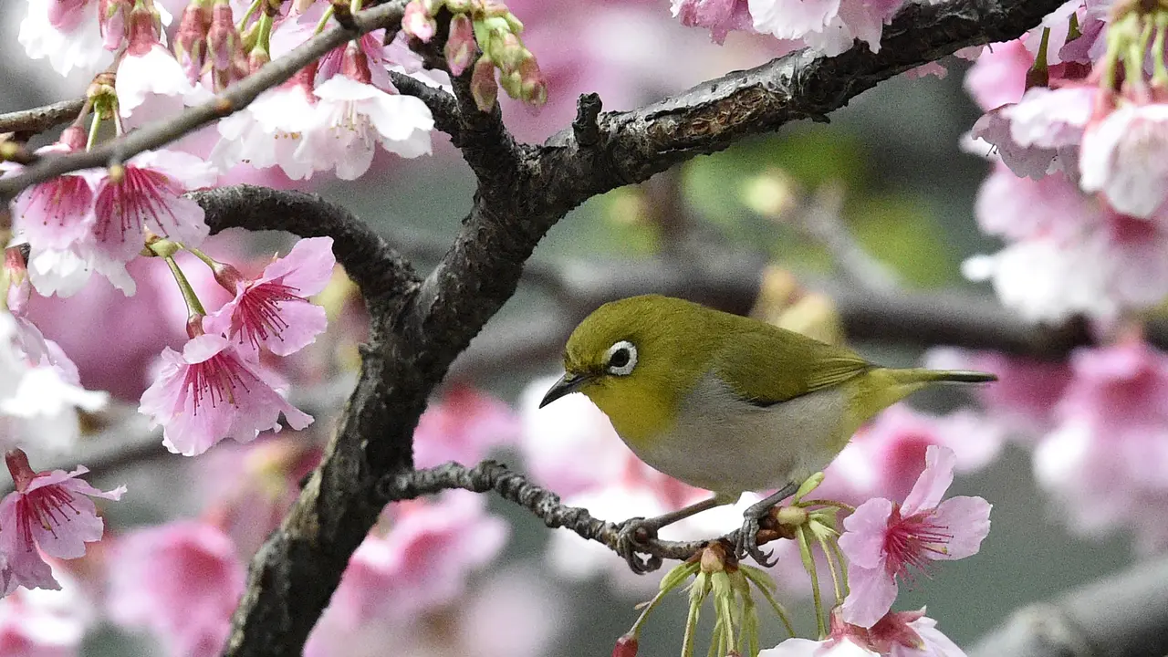 Pleci Jepang Si Imut yang Memikat Hati-AFP Photo-20170309