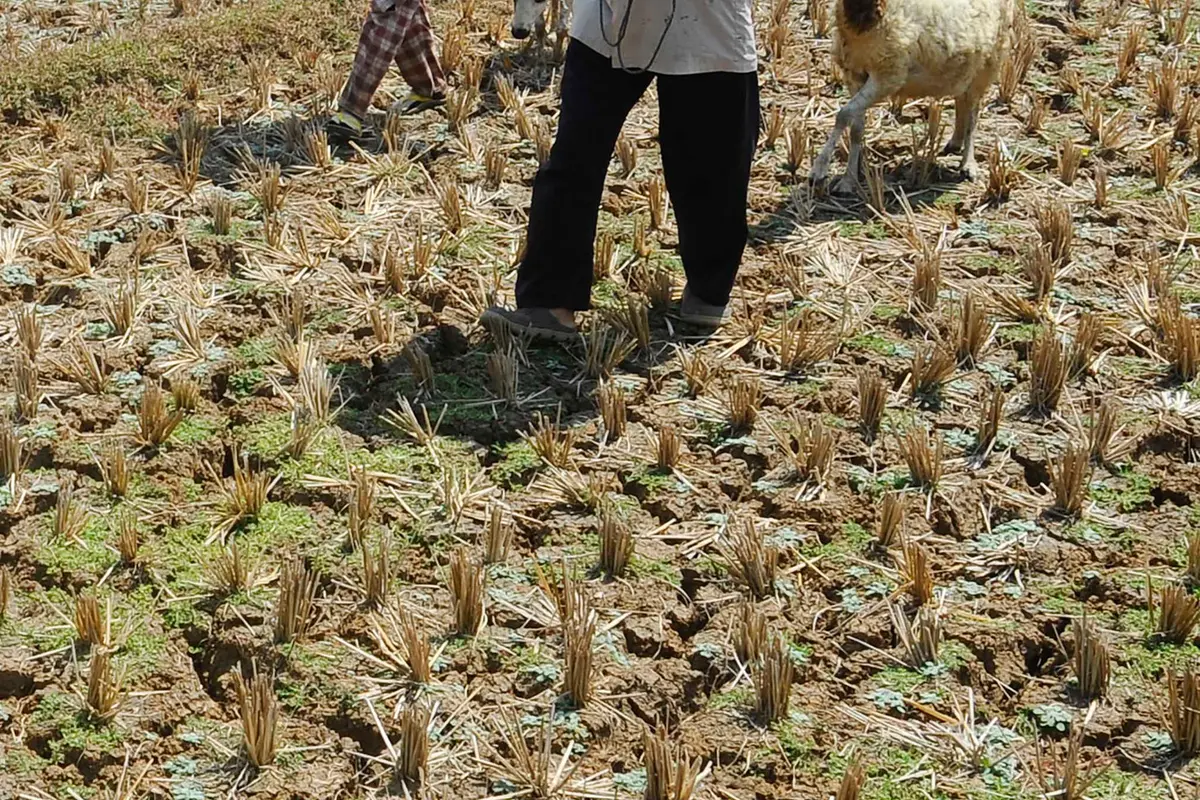 Kemarau Panjang Akibat El Nino