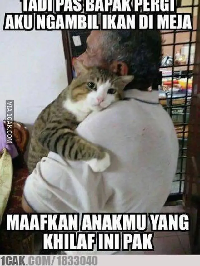 9 Meme Kocak Potret Kucing Obesitas Ini Malah Bikin Gemas