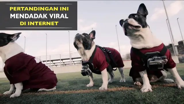 Pertandingan sepak bola anjing ini mendadak viral di internet, mengapa?