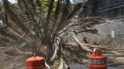 Pohon palem Canary Island, yang merupakan pohon endemik di kepulauan Spanyol di lepas pantai barat laut Afrika, terkadang dapat hidup lebih dari 200 tahun. (RODRIGO ARANGUA / AFP)