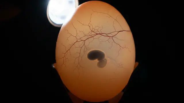 Cara Menetaskan Telur Ayam dengan Lampu dan Kardus. AI
