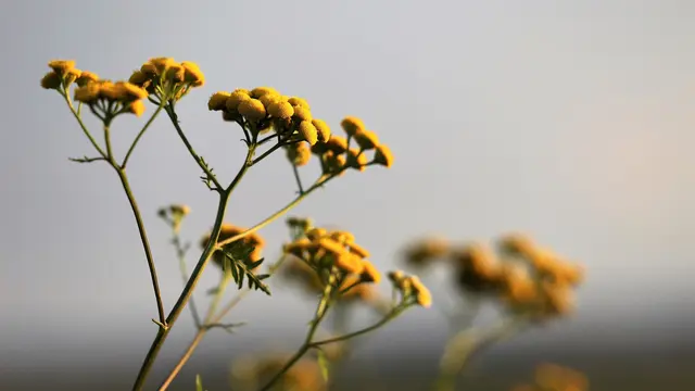 Buat Wajah Glowing dengan Kandungan Essential Oil Immortelle dalam Satu Malam