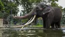 Seekor gajah Thailand yang dihadiahkan kepada Sri Lanka dua dekade lalu tiba kembali di negara asalnya pada hari Minggu (2/7/2023), menyusul pertikaian diplomatik atas dugaan penganiayaan terhadap hewan tersebut. (Ishara S. KODIKARA / AFP)