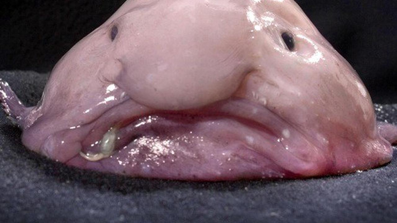 Blobfish. (Dailymail)