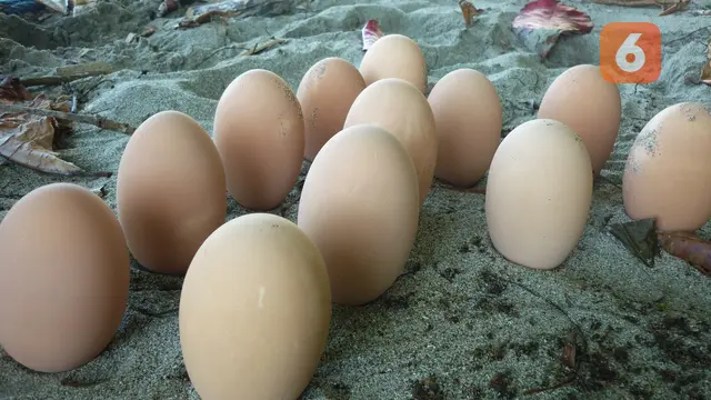 Telur burung maleo