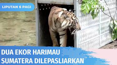 Dua ekor Harimau Sumatera berumur 3,5 tahun, Surya Manggala dan Citra Kartini dibawa ke Provinsi Jambi setelah sebelumnya dirawat di Suaka Satwa Harimau Sumatera, Barumun. Keduanya dilepasliarkan di Taman Nasional Kerinci Seblat.