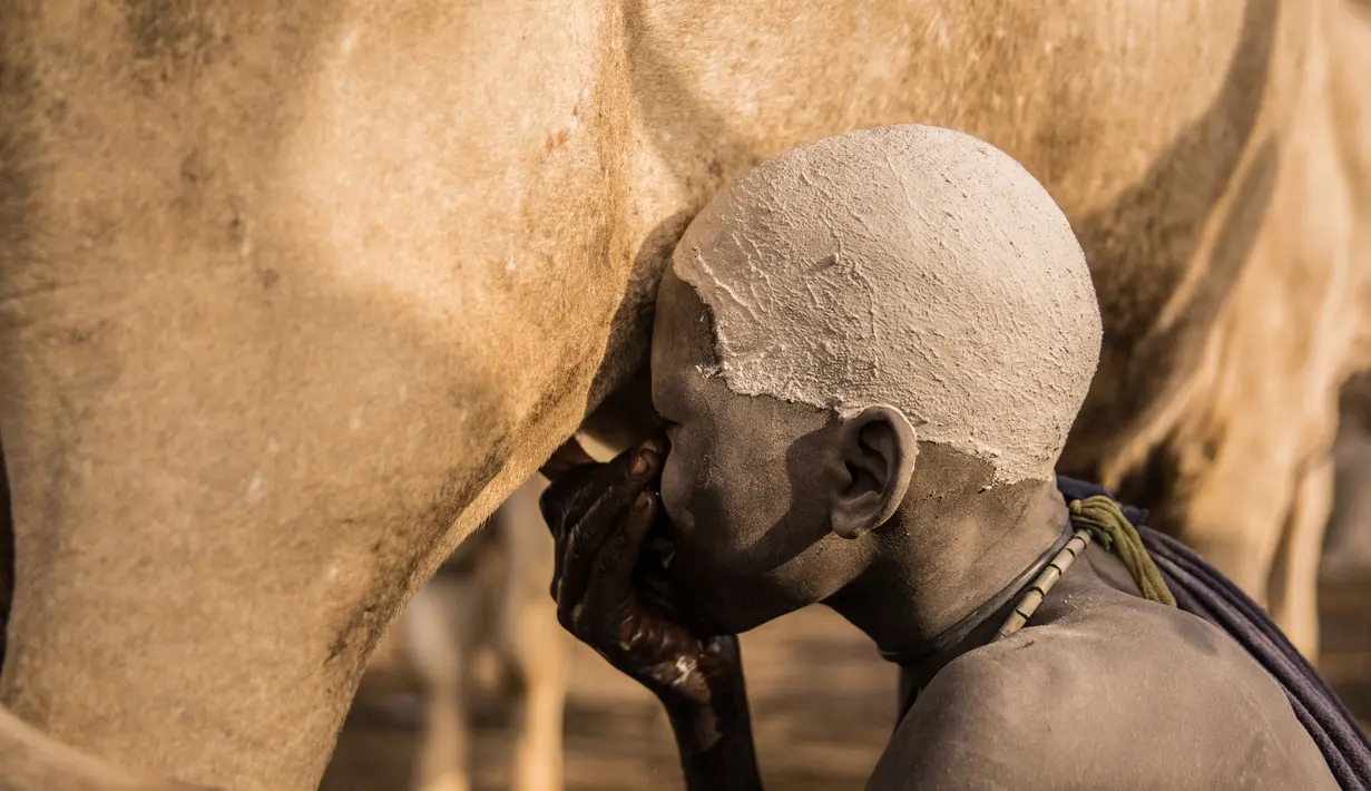 Seorang anak laki-laki dari suku Dinka minum susu dari seeor sapi di kamp ternak mereka di Mingkaman, Lakes State, Sudan Selatan, Minggu (4/3). (Stefanie GLINSKI/AFP)